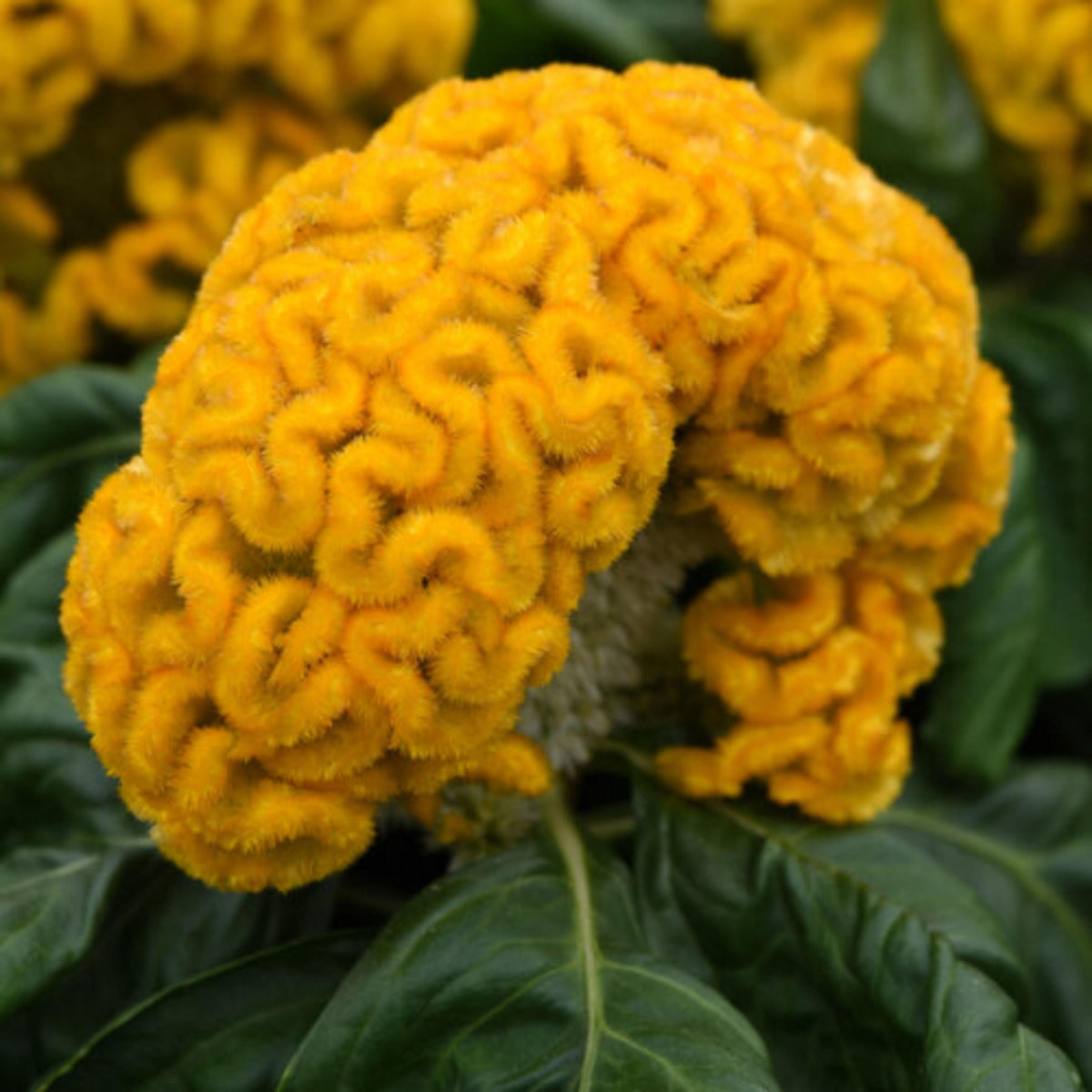 Concertina Mix Cockscomb Celosia seeds