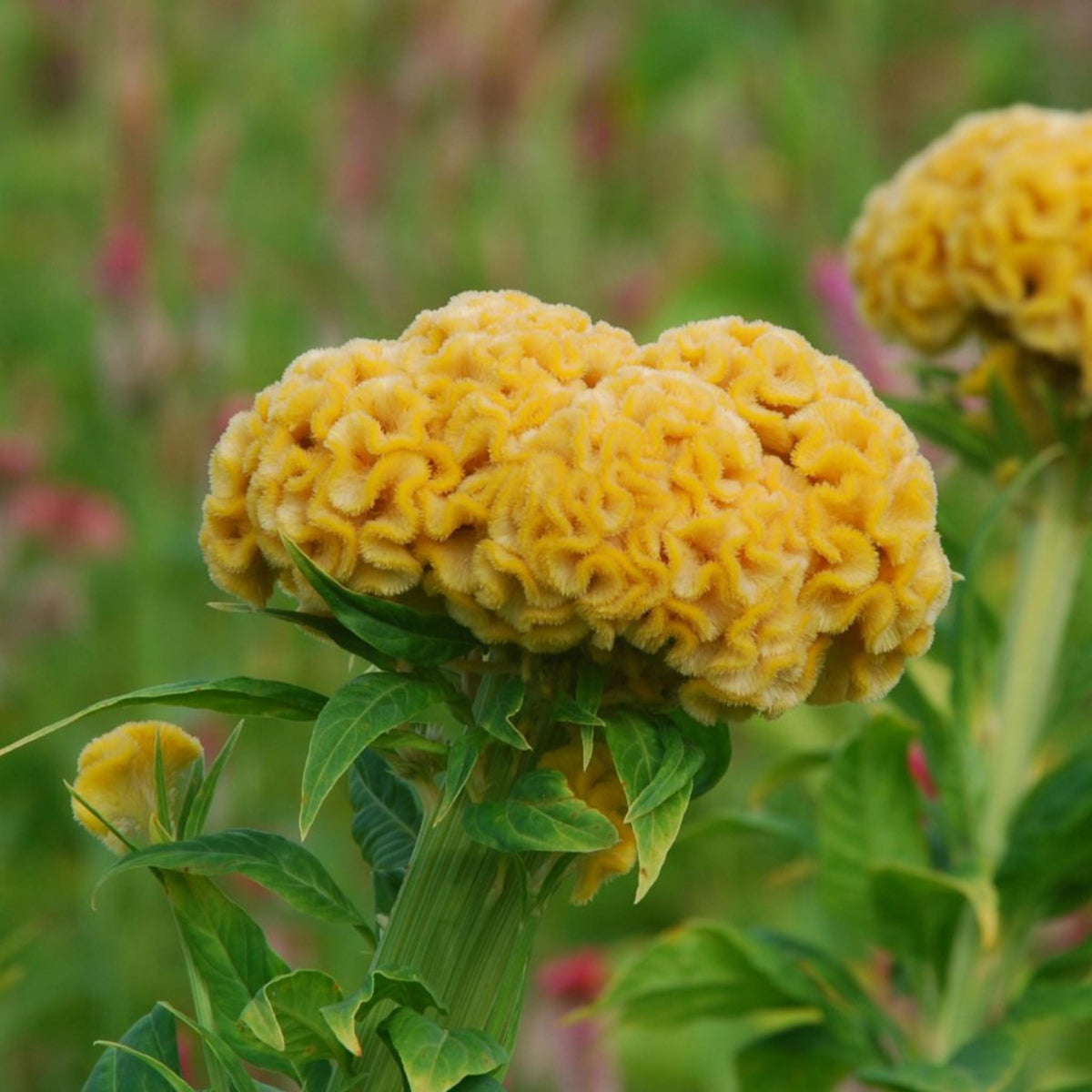 Chief Mix Cockscomb Celosia seeds