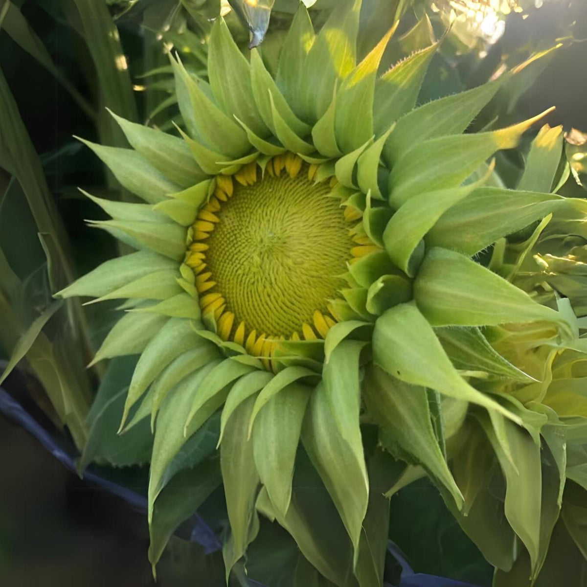 SunFill Green Sunflower Seeds-Annuals seeds