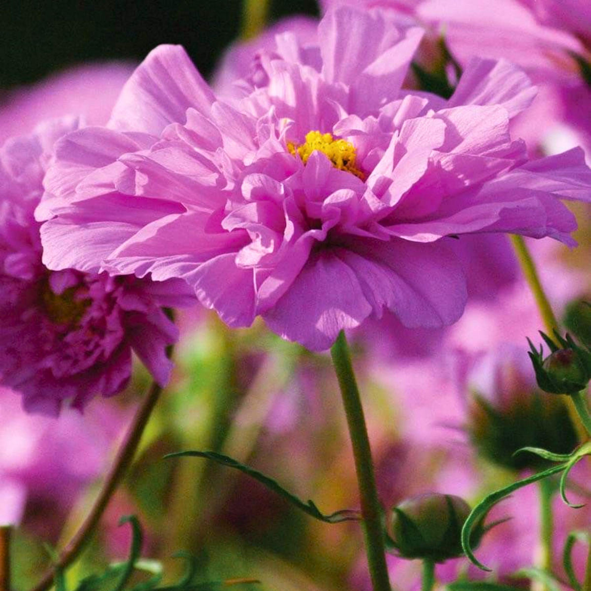 Rose Bon Bon Cosmos seeds