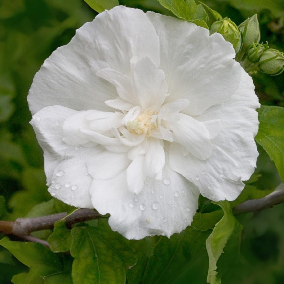 White Chiffon Rose of Sharon seeds