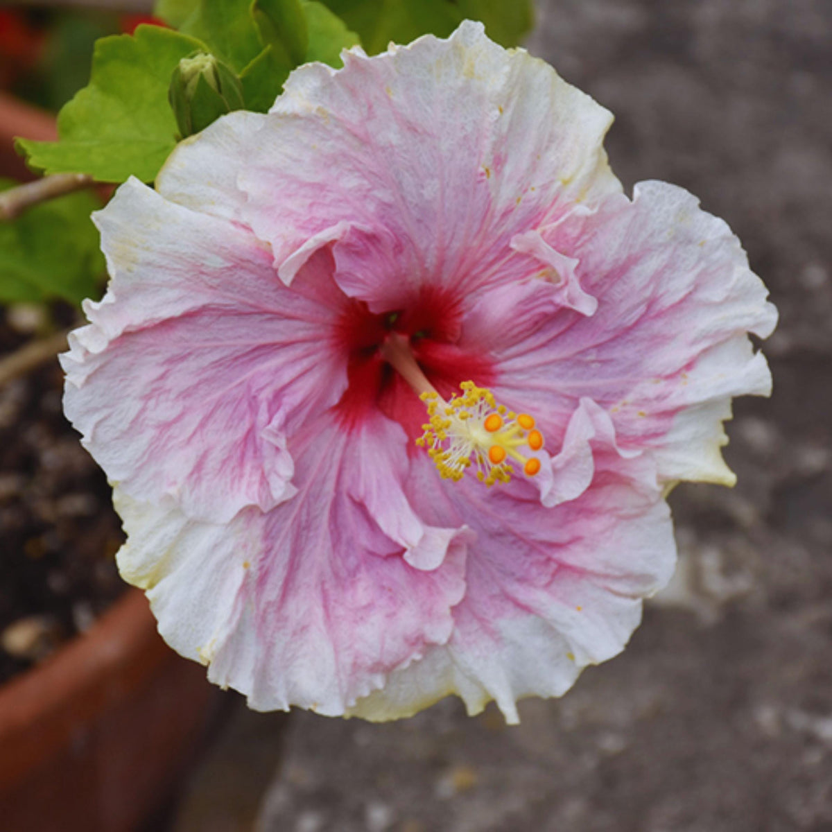 Cest Bon Hibiscus seeds