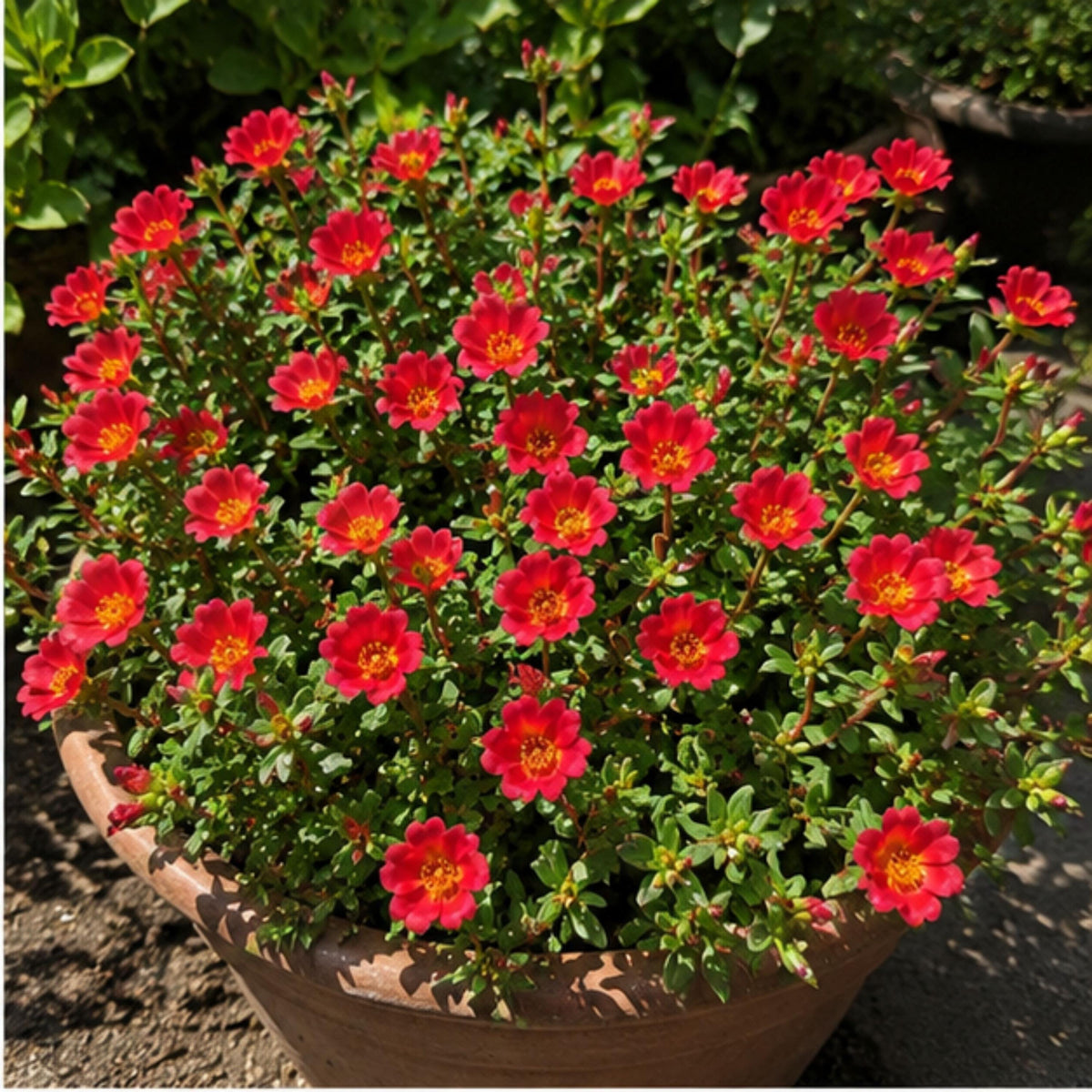 Toucan Scarlet Shades Purslane seeds