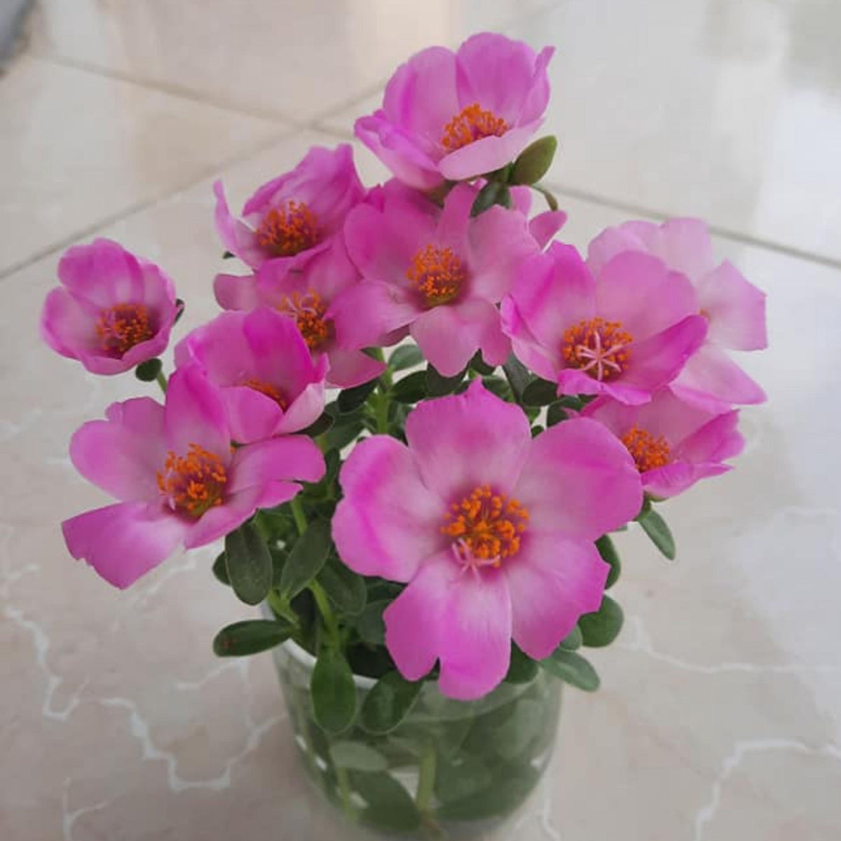 Light Pink Wingpod Purslane seeds
