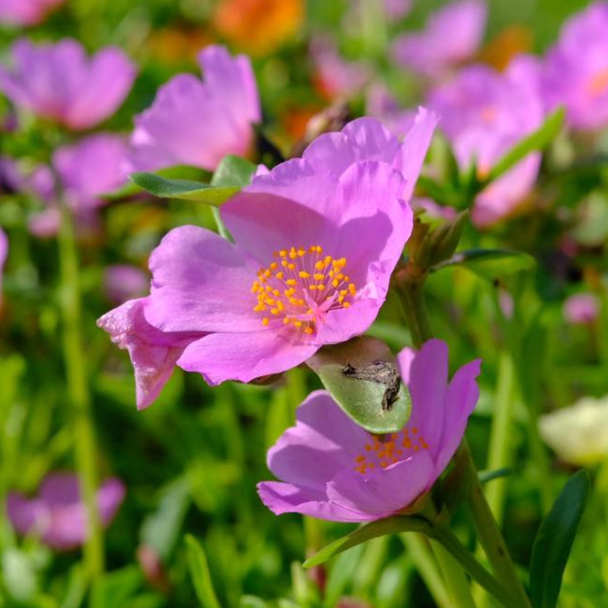 Bright Pink Purslane seeds