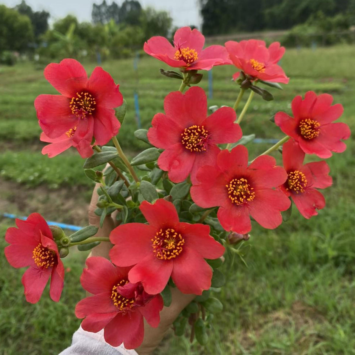 Bright Red Purslane seeds