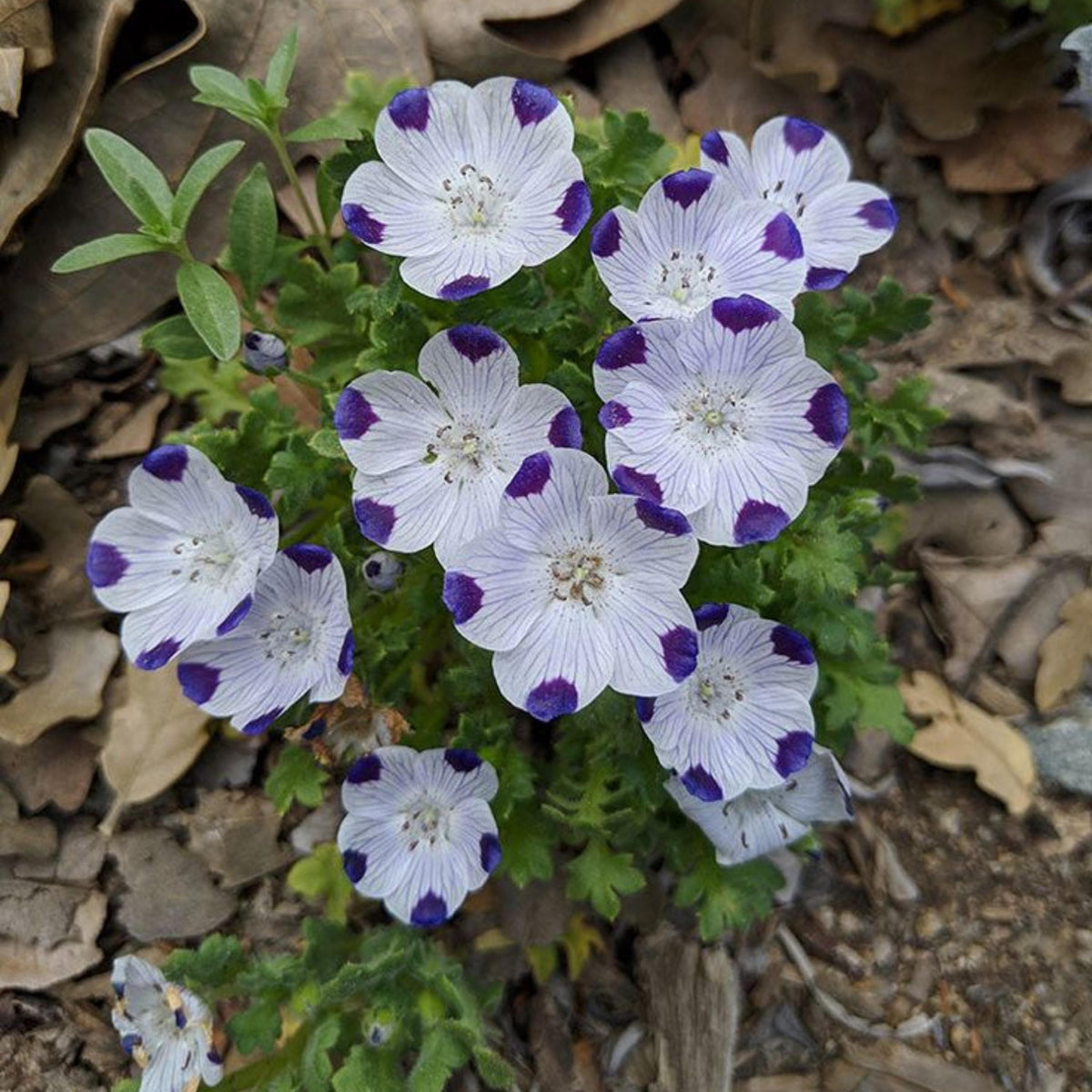 Five Spot seeds