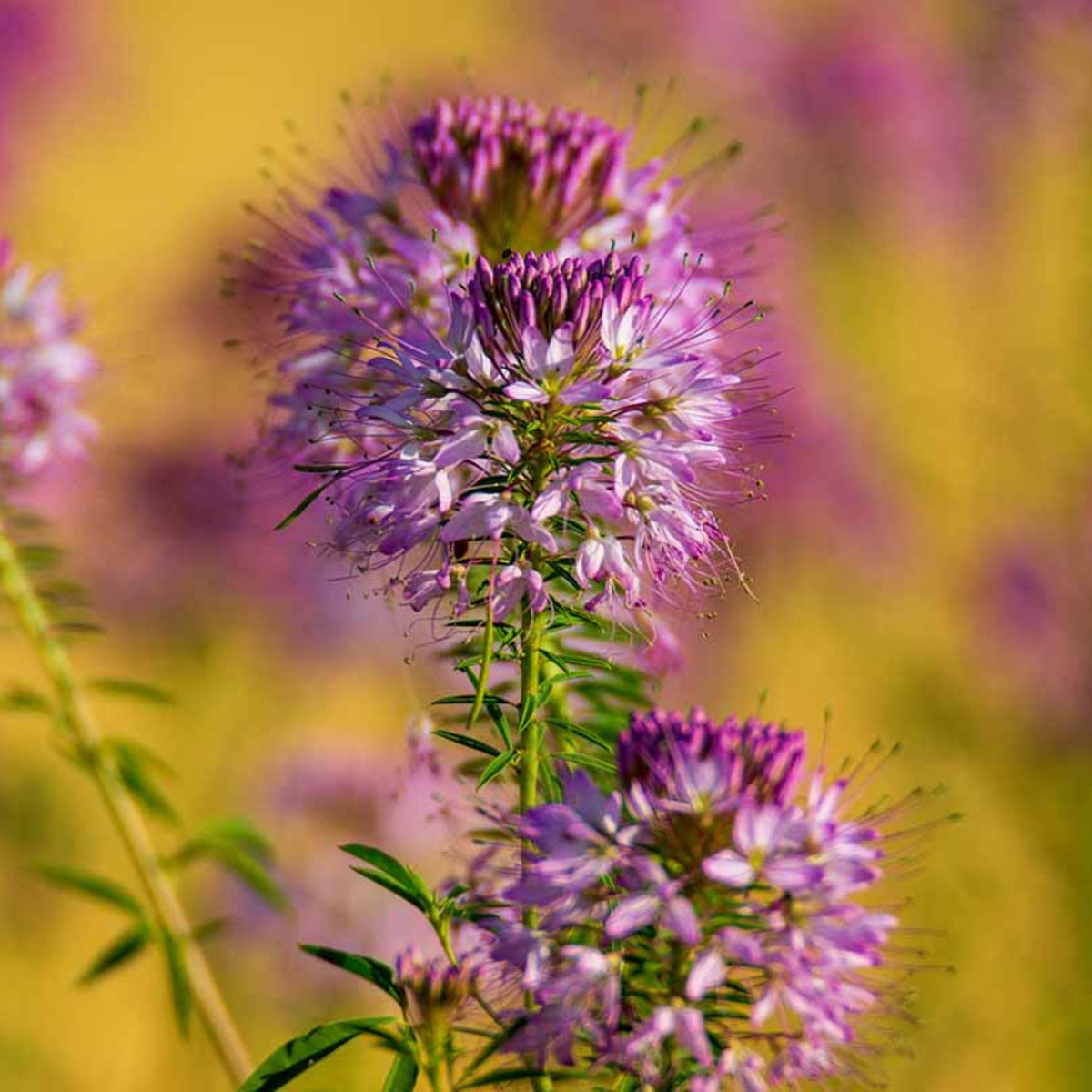 Rocky Mountain Bee Plant seeds