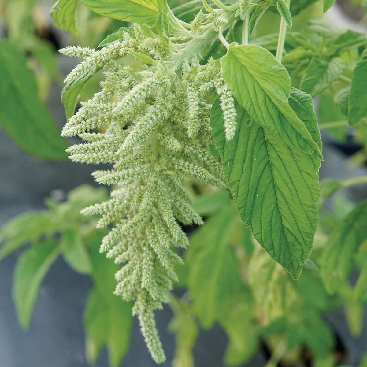 Green Tails Amaranth seeds