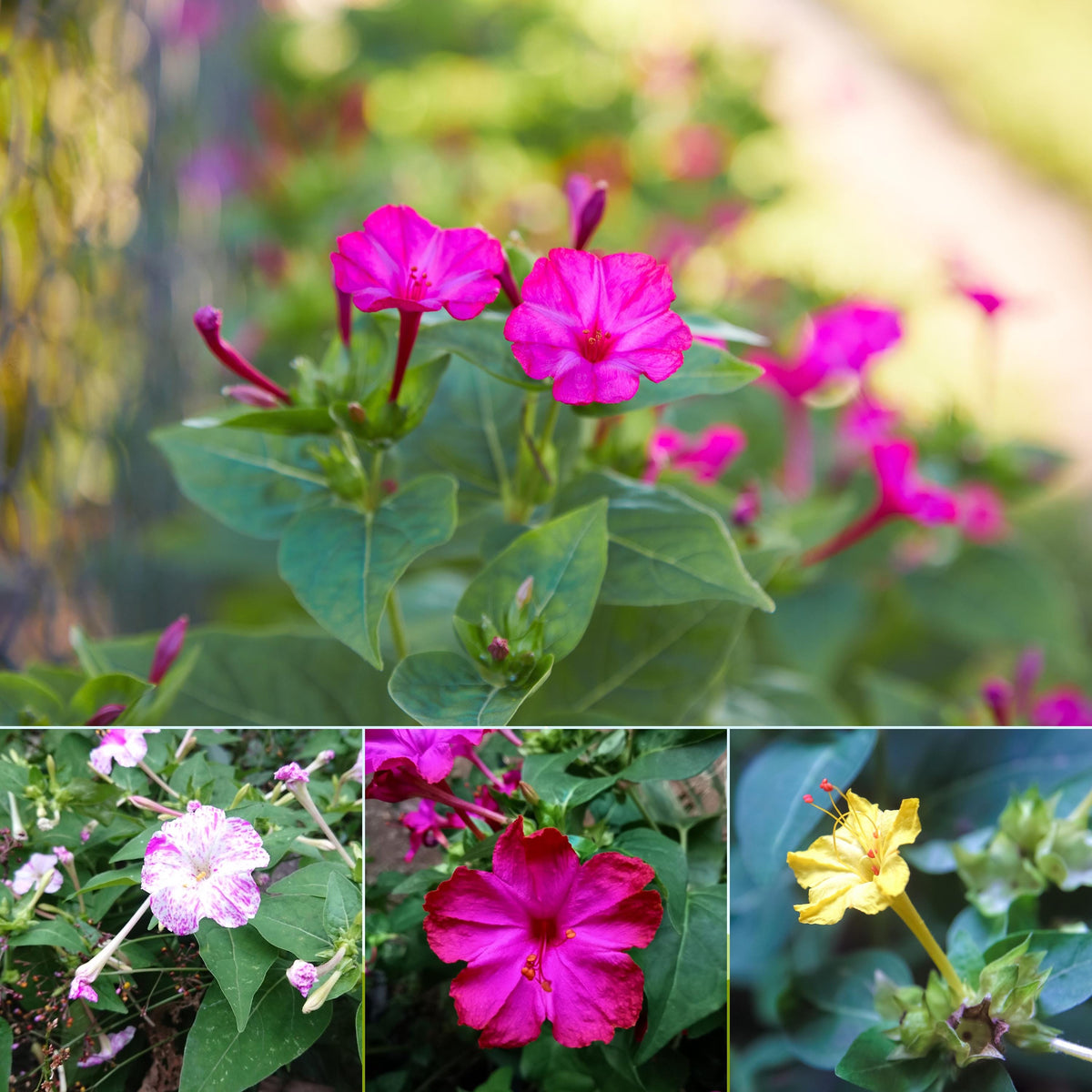 Multicolor Mix Four O'Clocks seeds