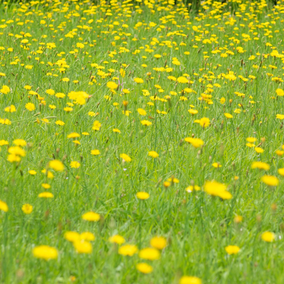 True Wild Dandelion seeds
