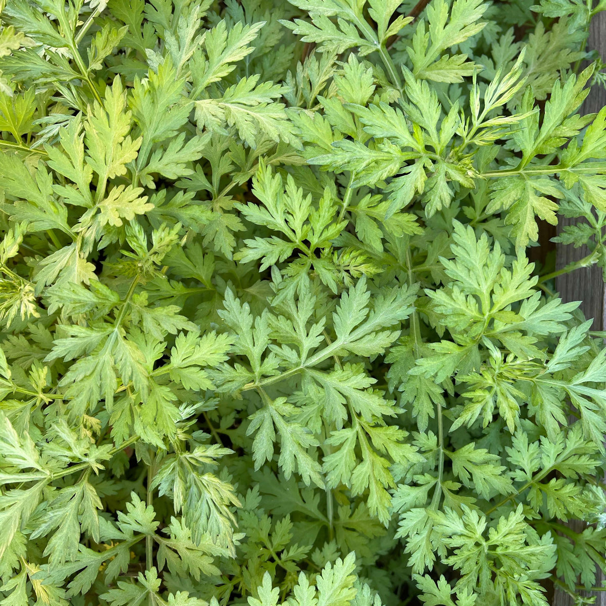 Wormwood Herb seeds