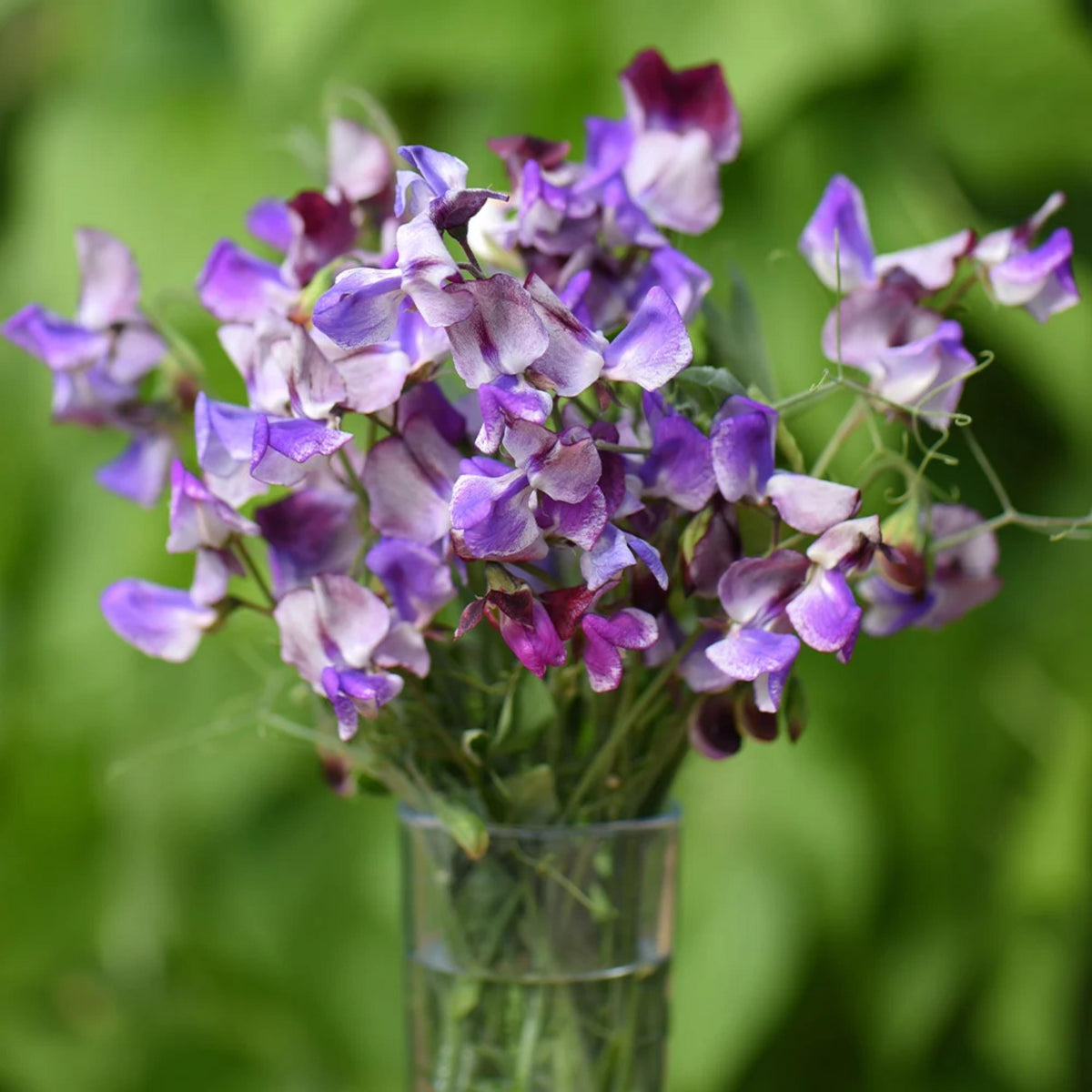 Sweet Pea Three Times as Sweet seeds