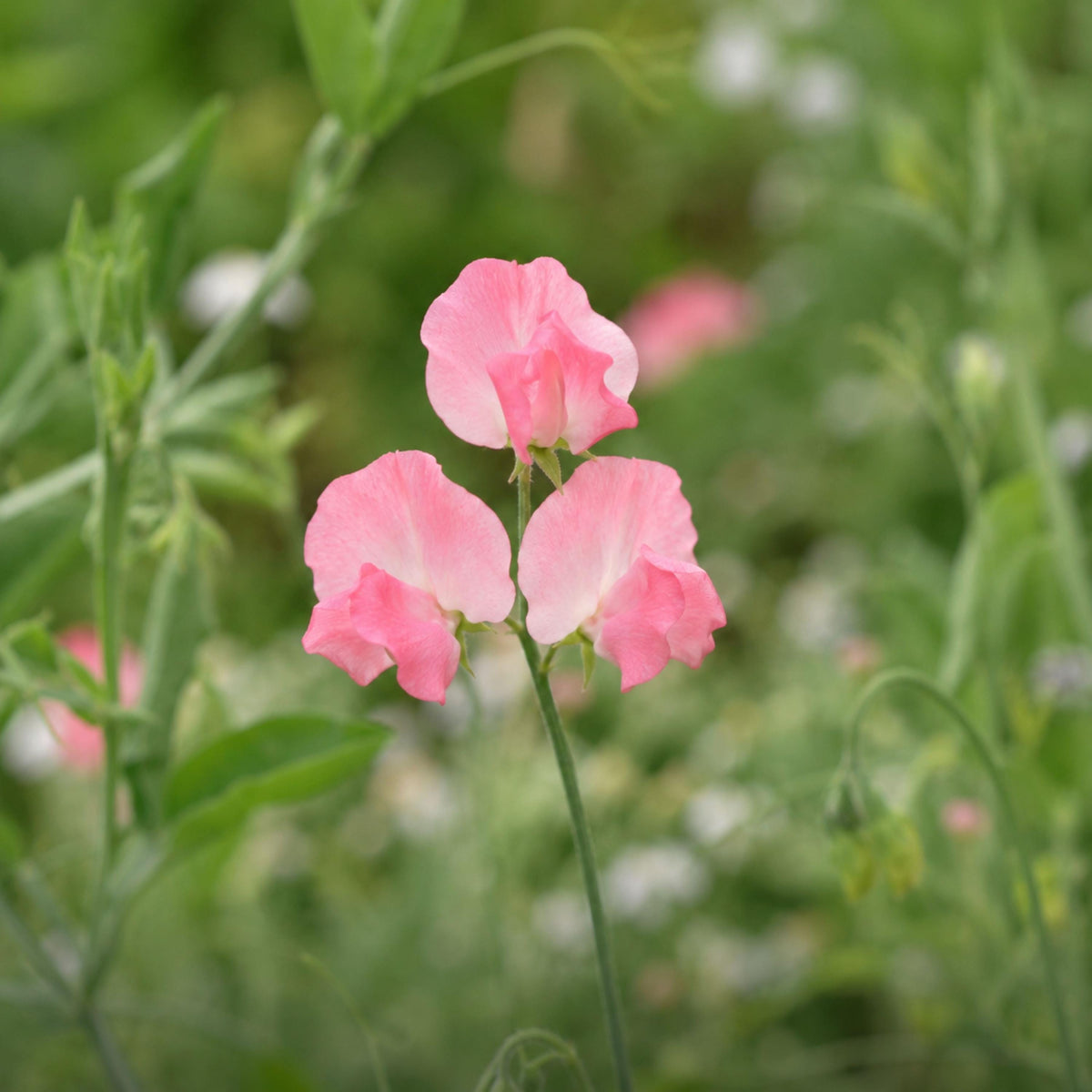 Sweet Pea Spring Sunshine Peach seeds