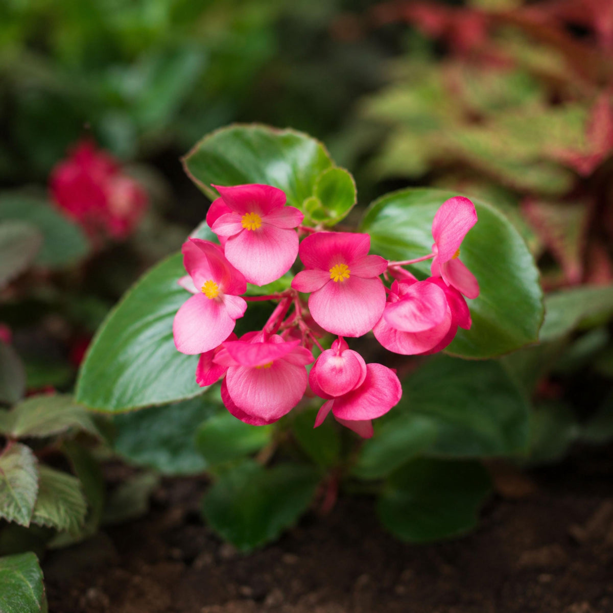 Dragon Wing Pink Begonia seeds