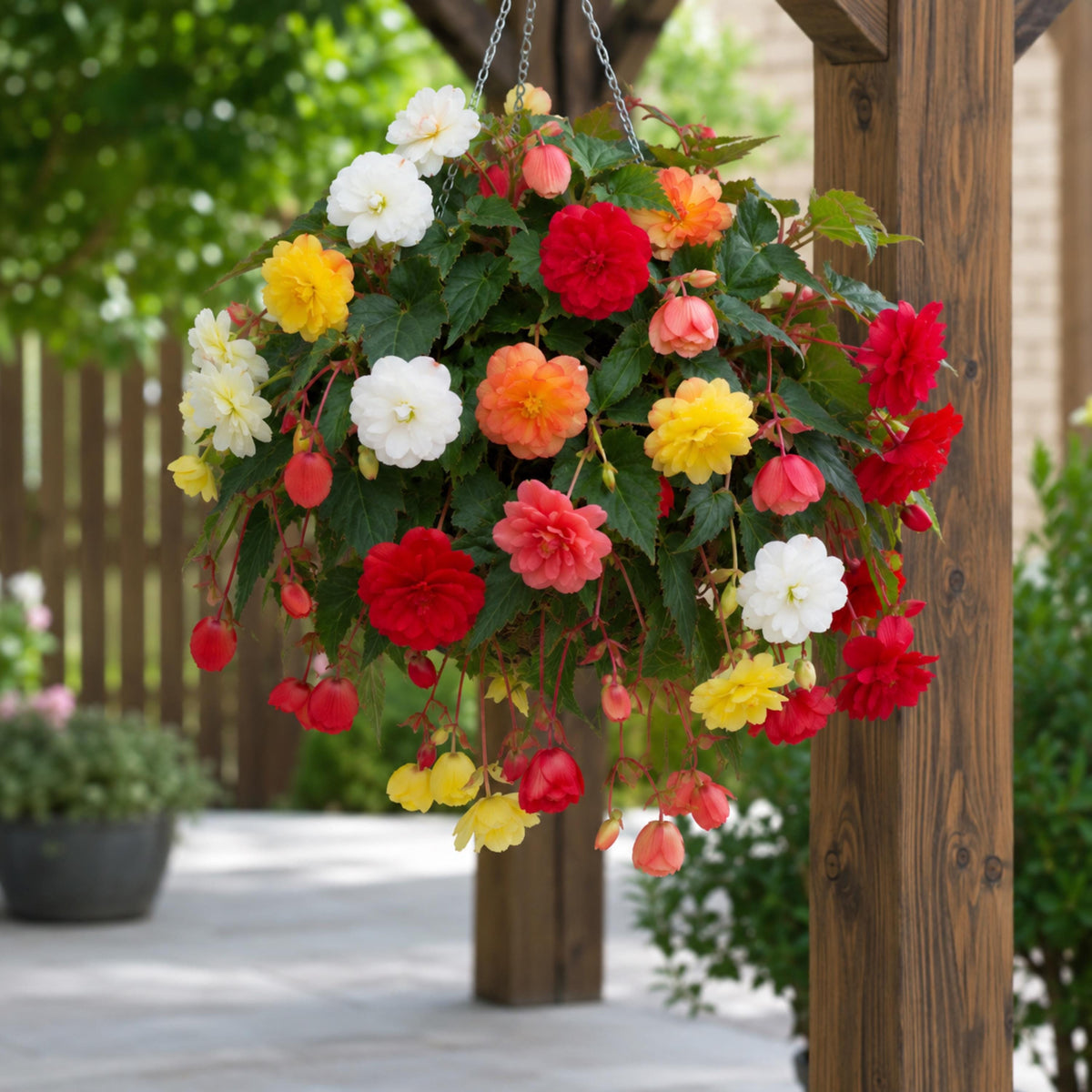 Illumination Mix Tuberous Begonia seeds
