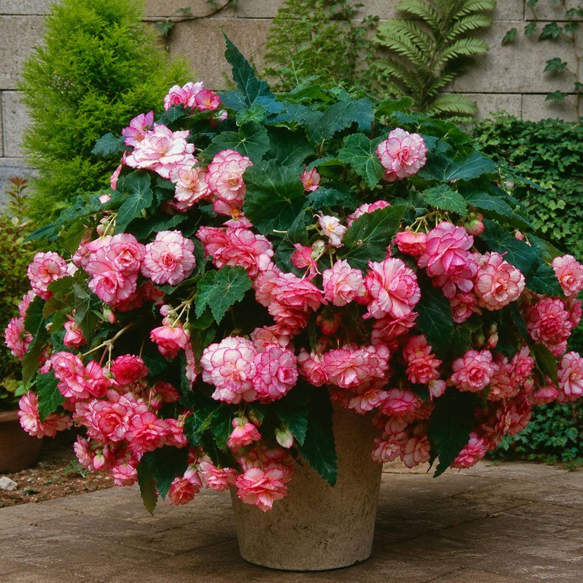 Picotee Begonia seeds
