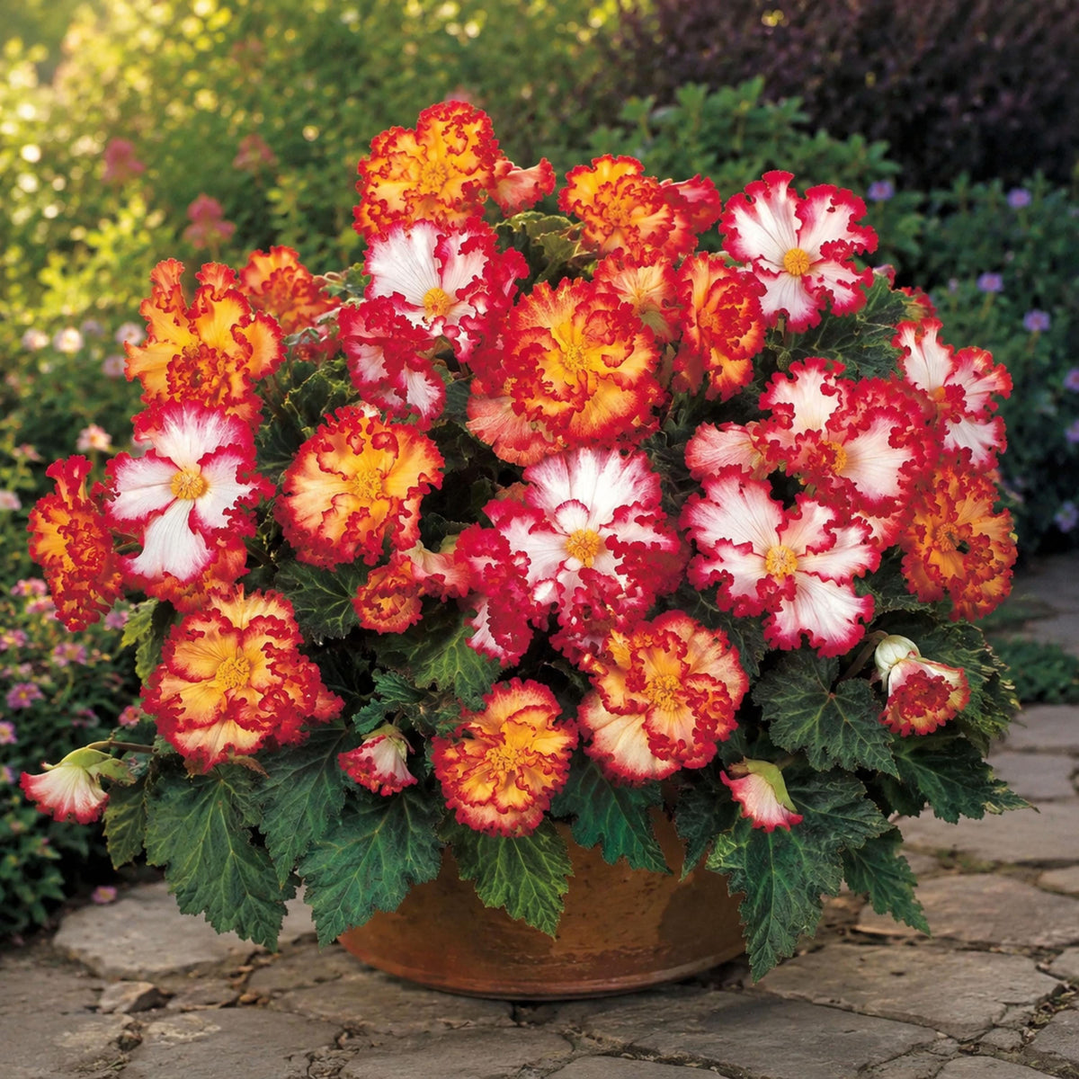 Crispa Marginata Mix Begonia seeds