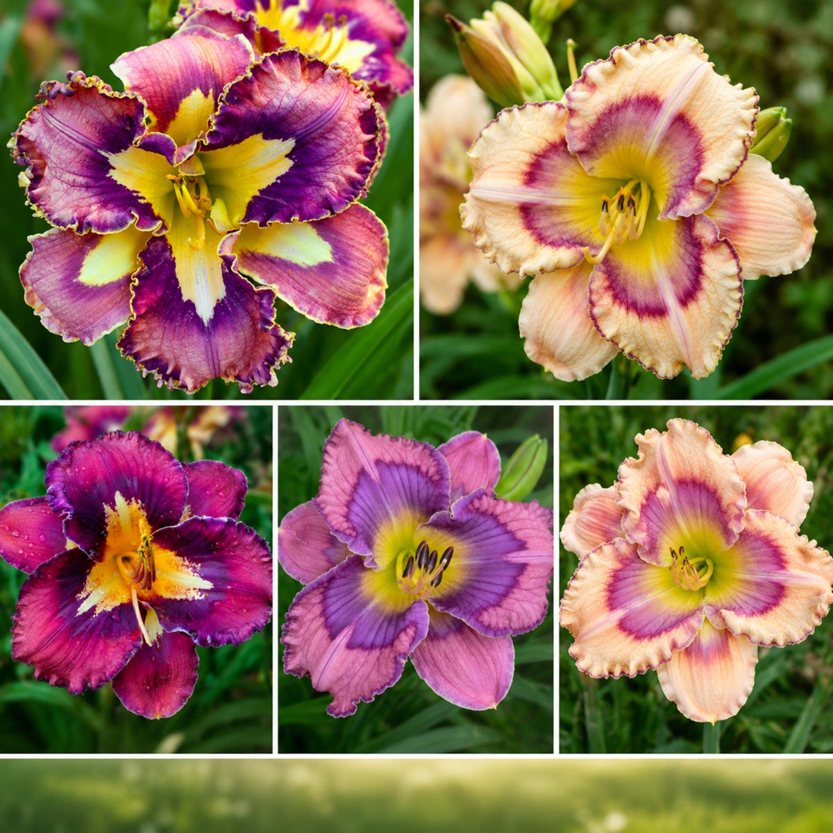 Patterned Daylily Mix seeds