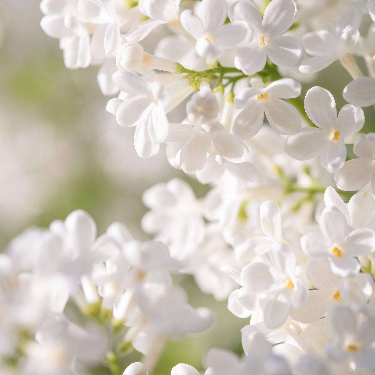 White Lilac seeds