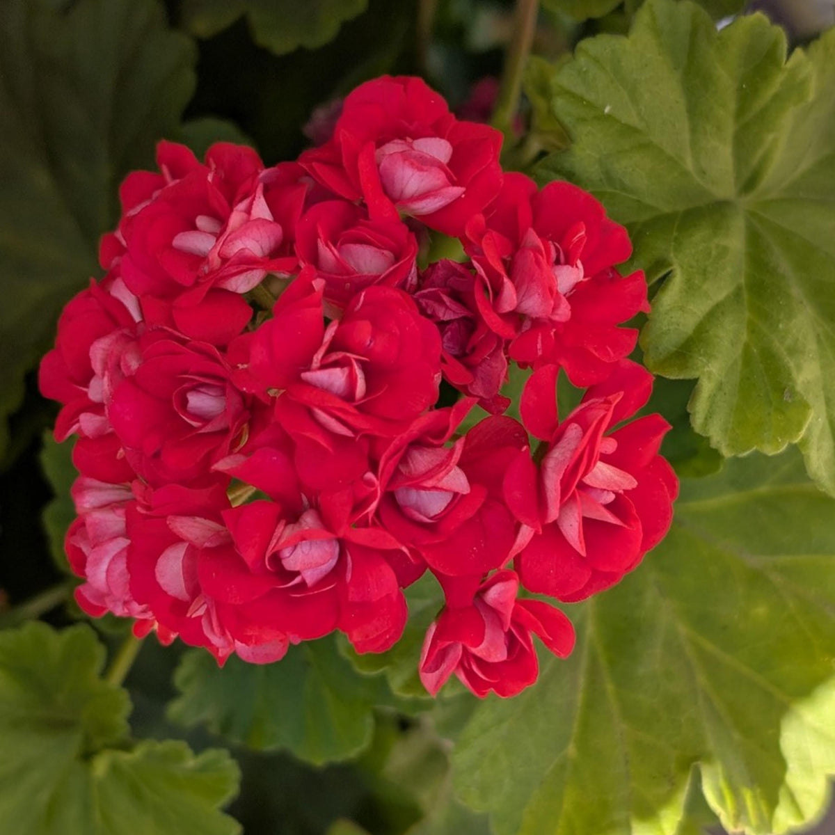 Rosebud Geranium Mix seeds