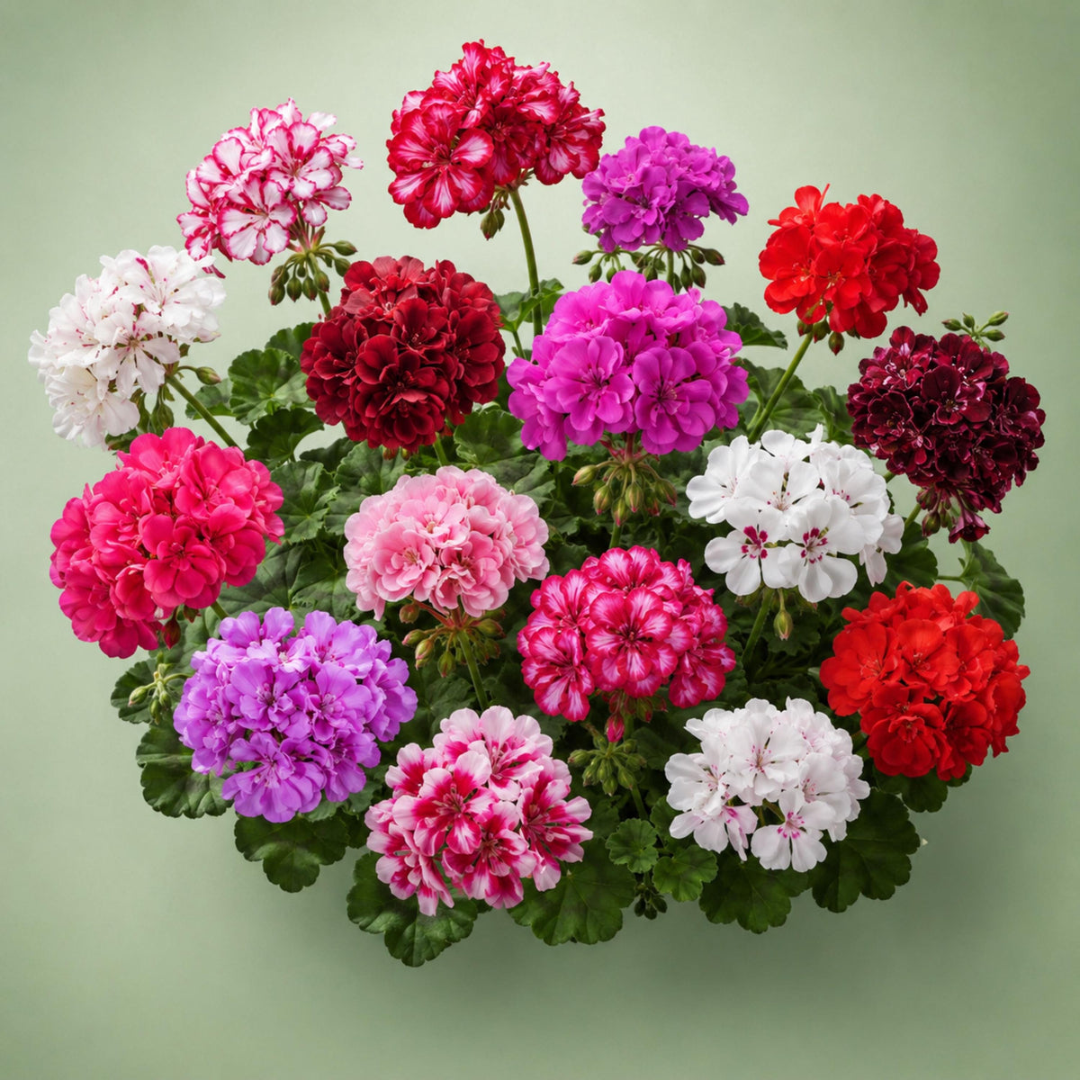 Ivy Geranium Mix seeds