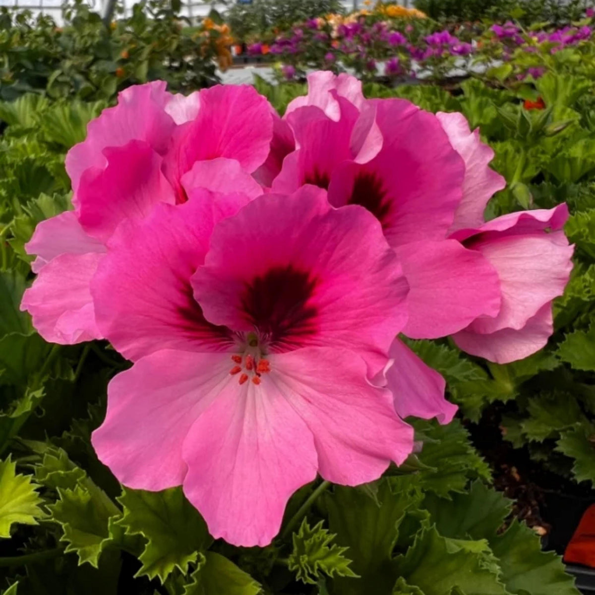 Regal Geranium Mix seeds