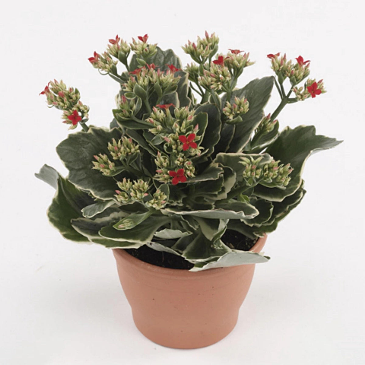 Kalanchoe seeds