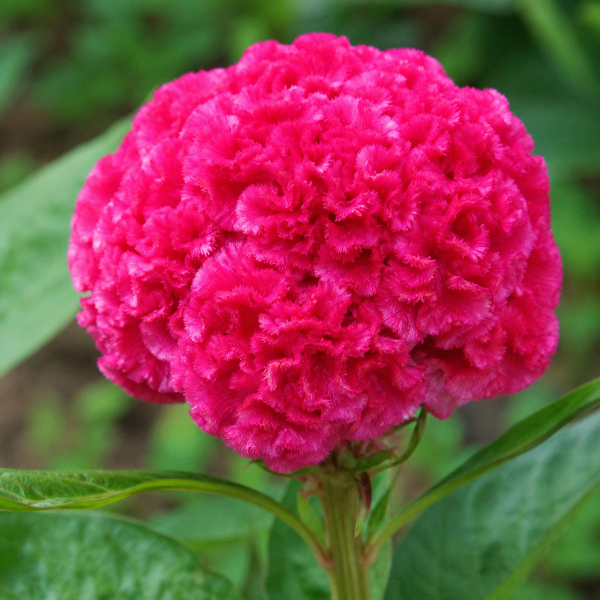 Kurume Mix Cockscomb Celosia seeds