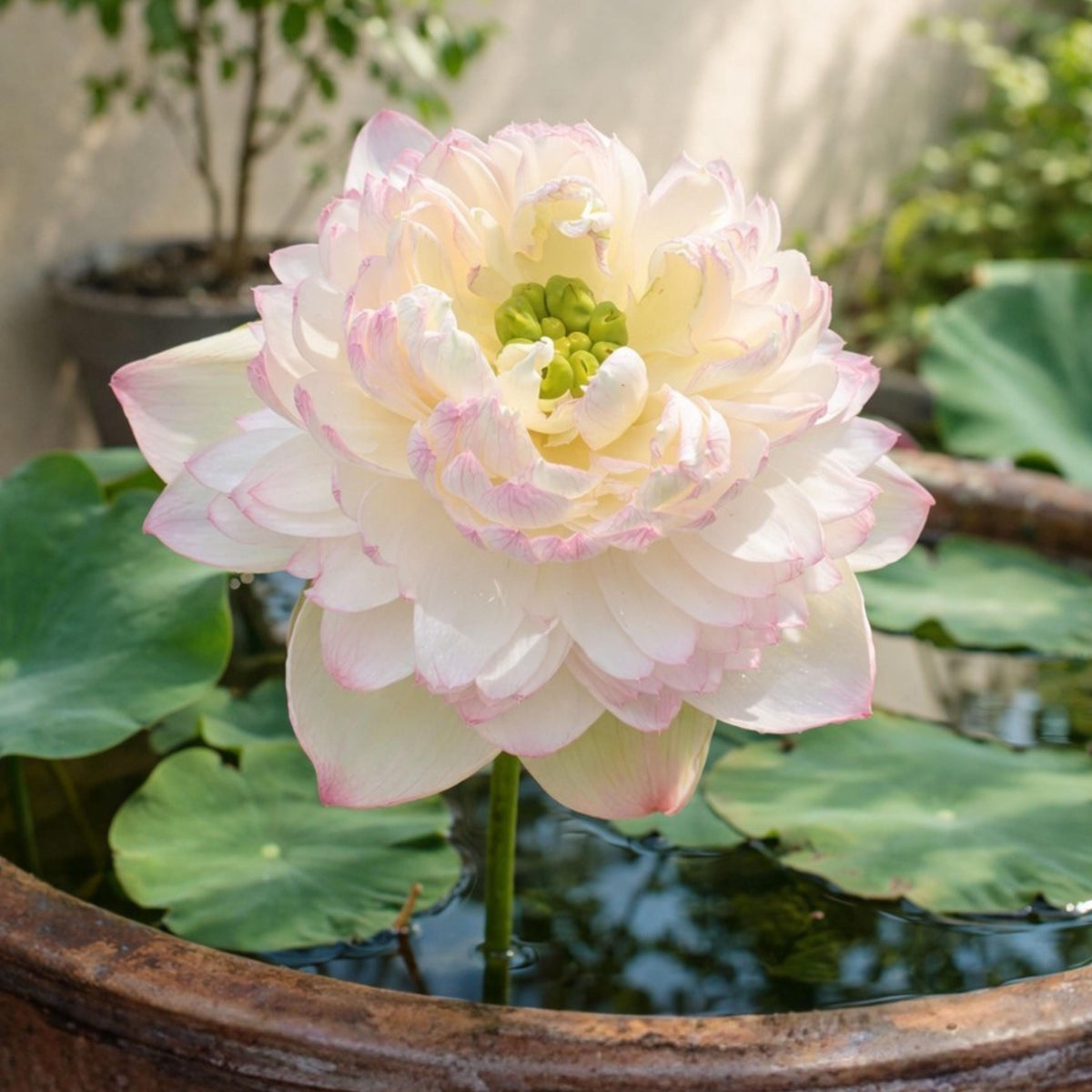 Pink Single Reflection Lotus seeds