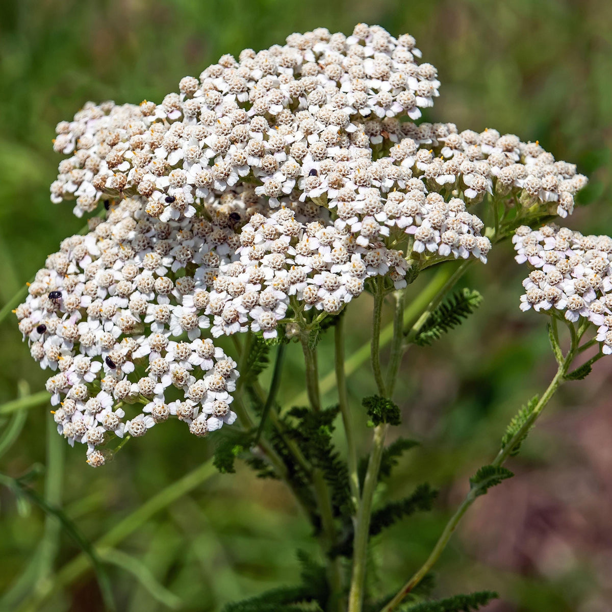 White Common Yarrow seeds