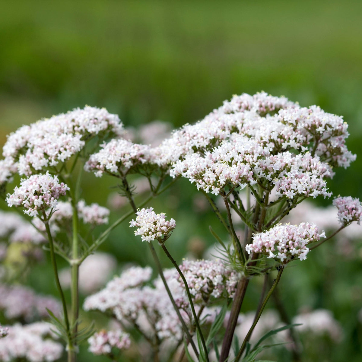 Valerian Herb seeds
