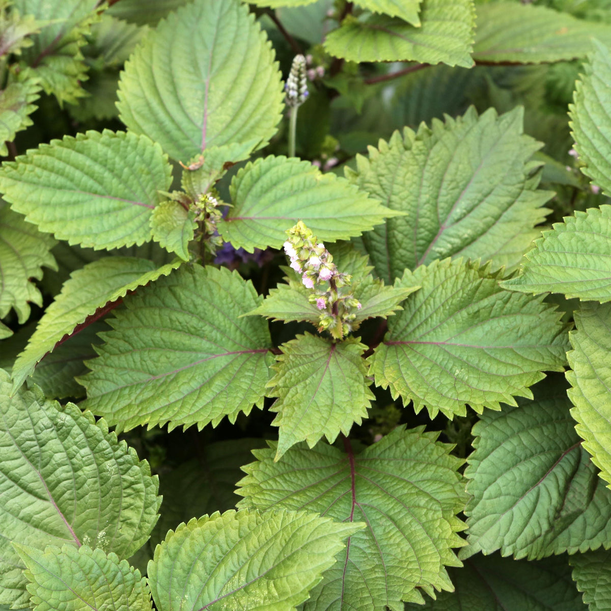 Green Shiso Herb seeds