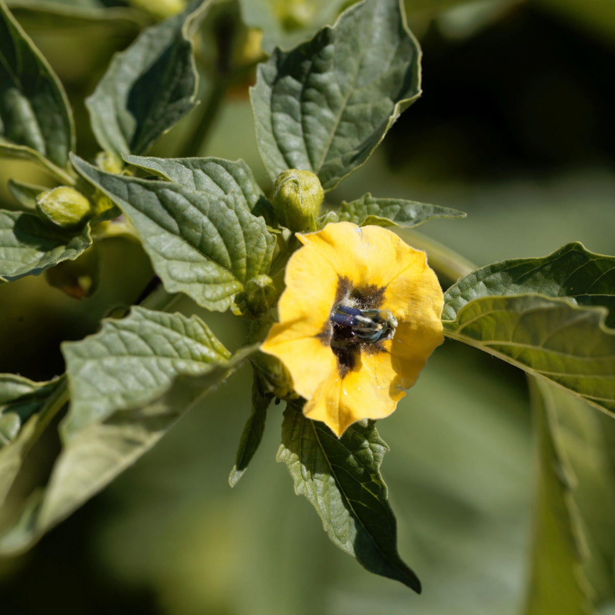 Tomatillo seeds