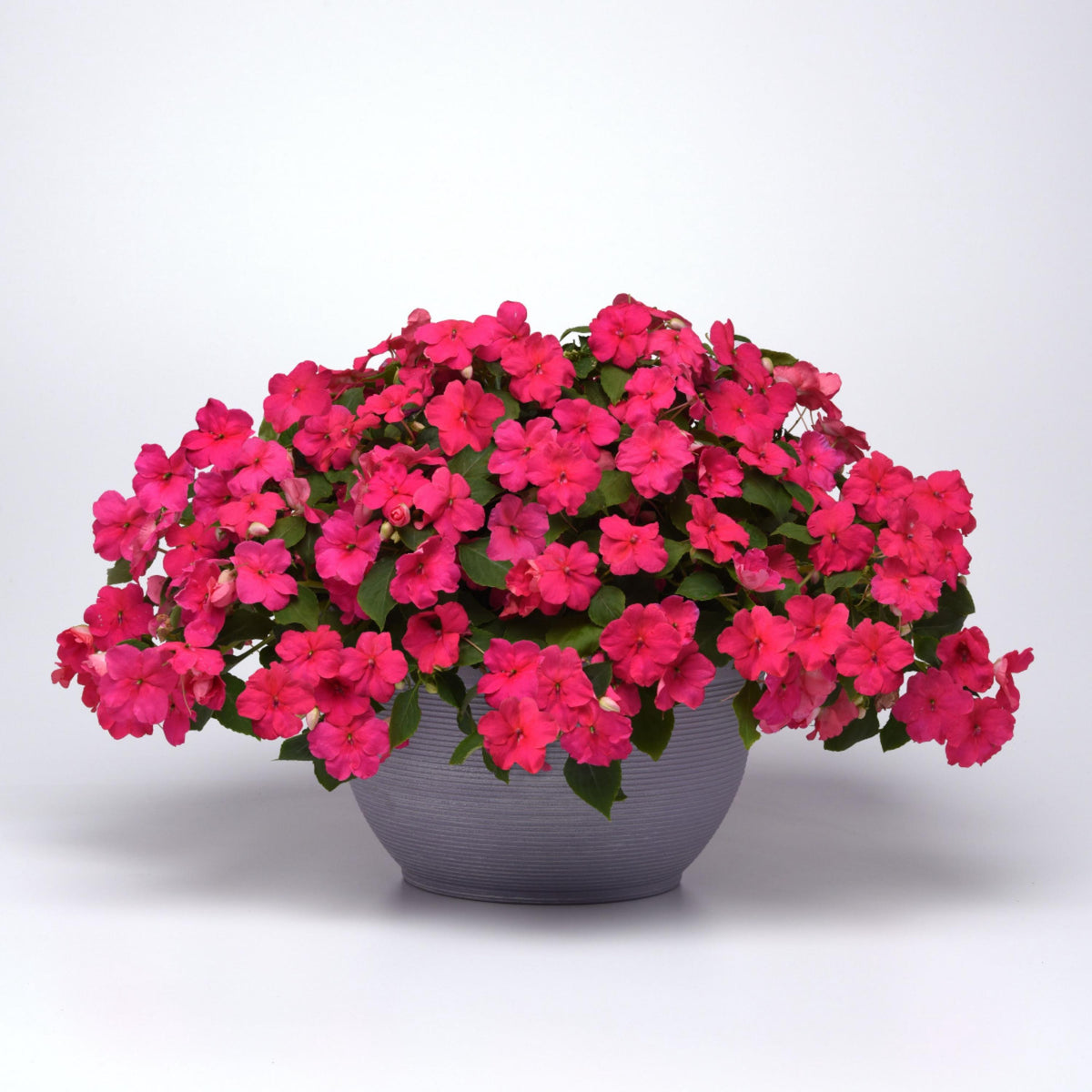 Beacon Rose Impatiens seeds