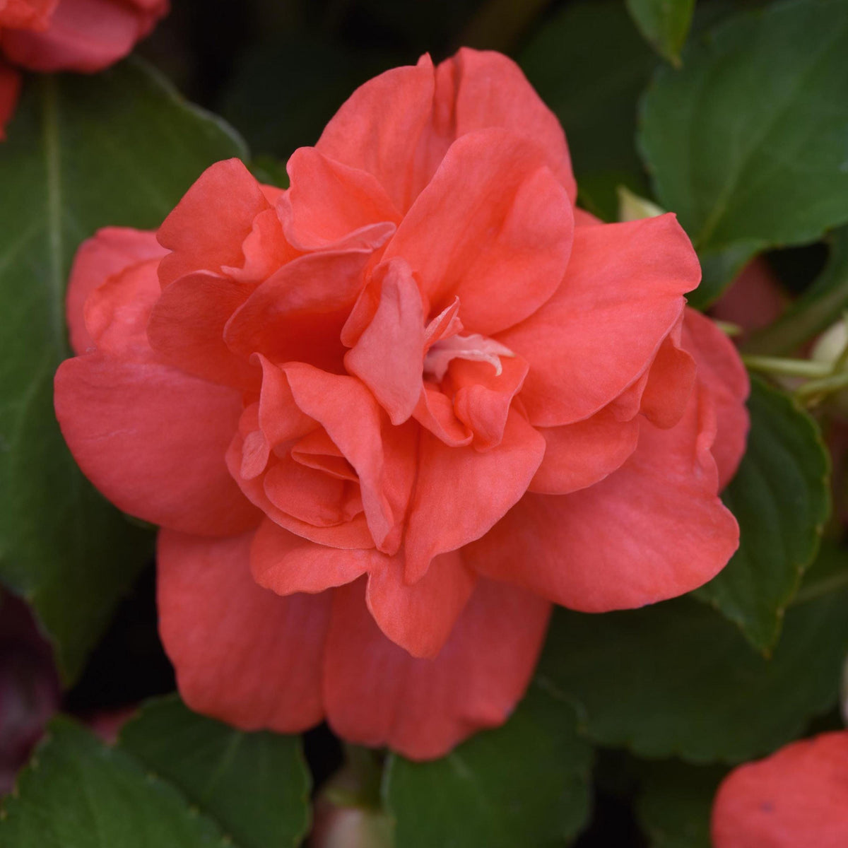 Double Mix Impatiens seeds