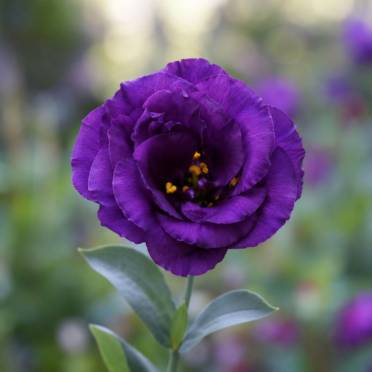 Echo Purple Eustoma Lisianthus seeds