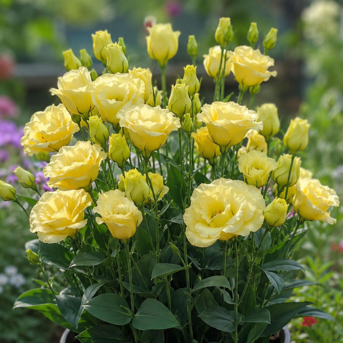 Yellow Eustoma Lisianthus seeds