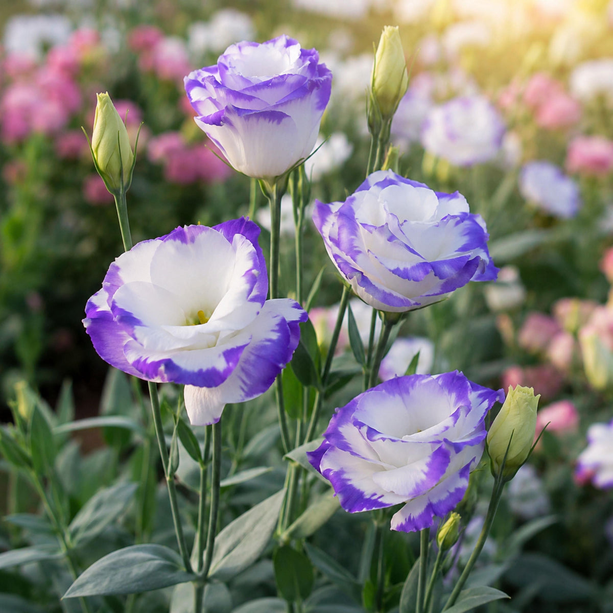 Blue Picotee Eustoma Lisianthus seeds
