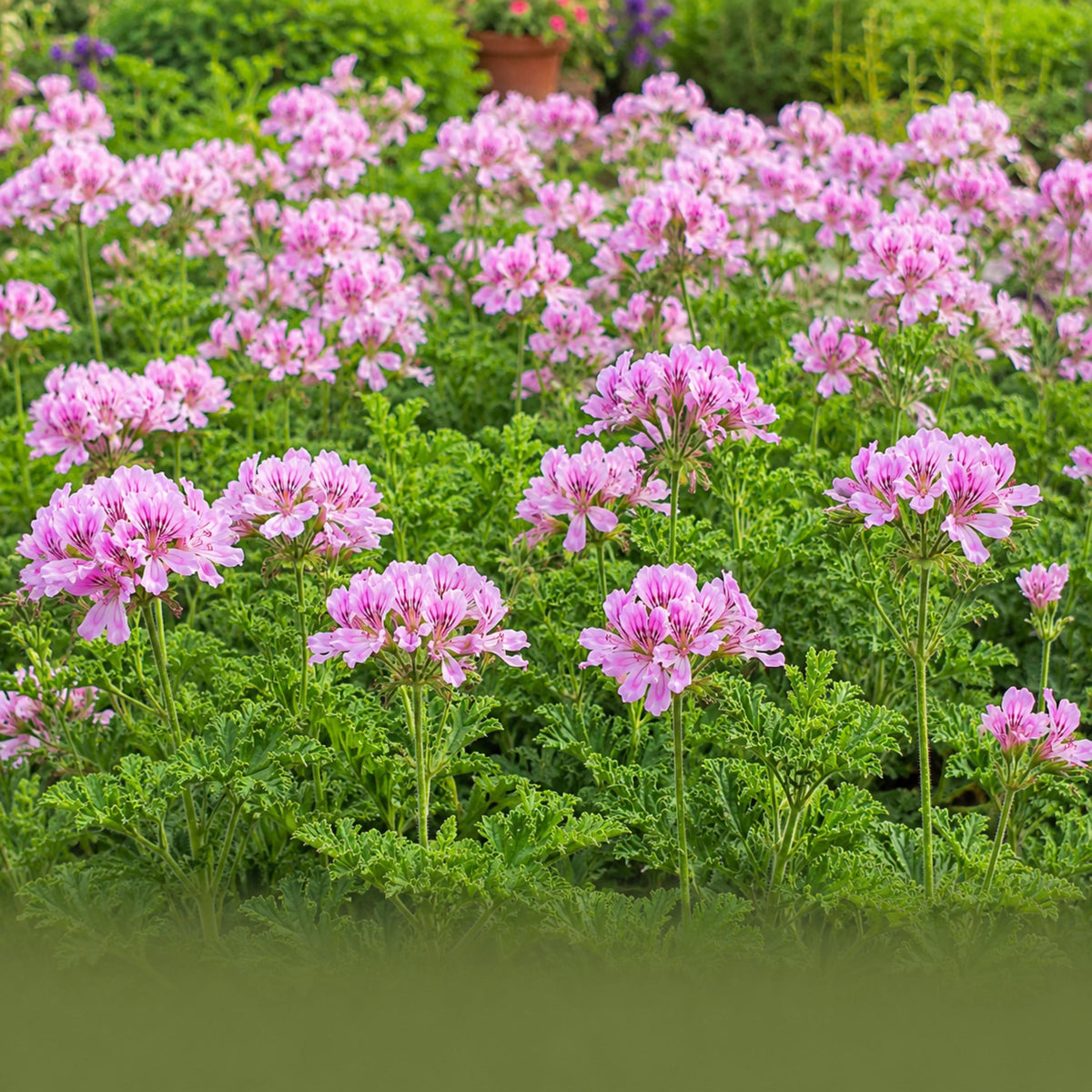 Rose Scented Geranium seeds