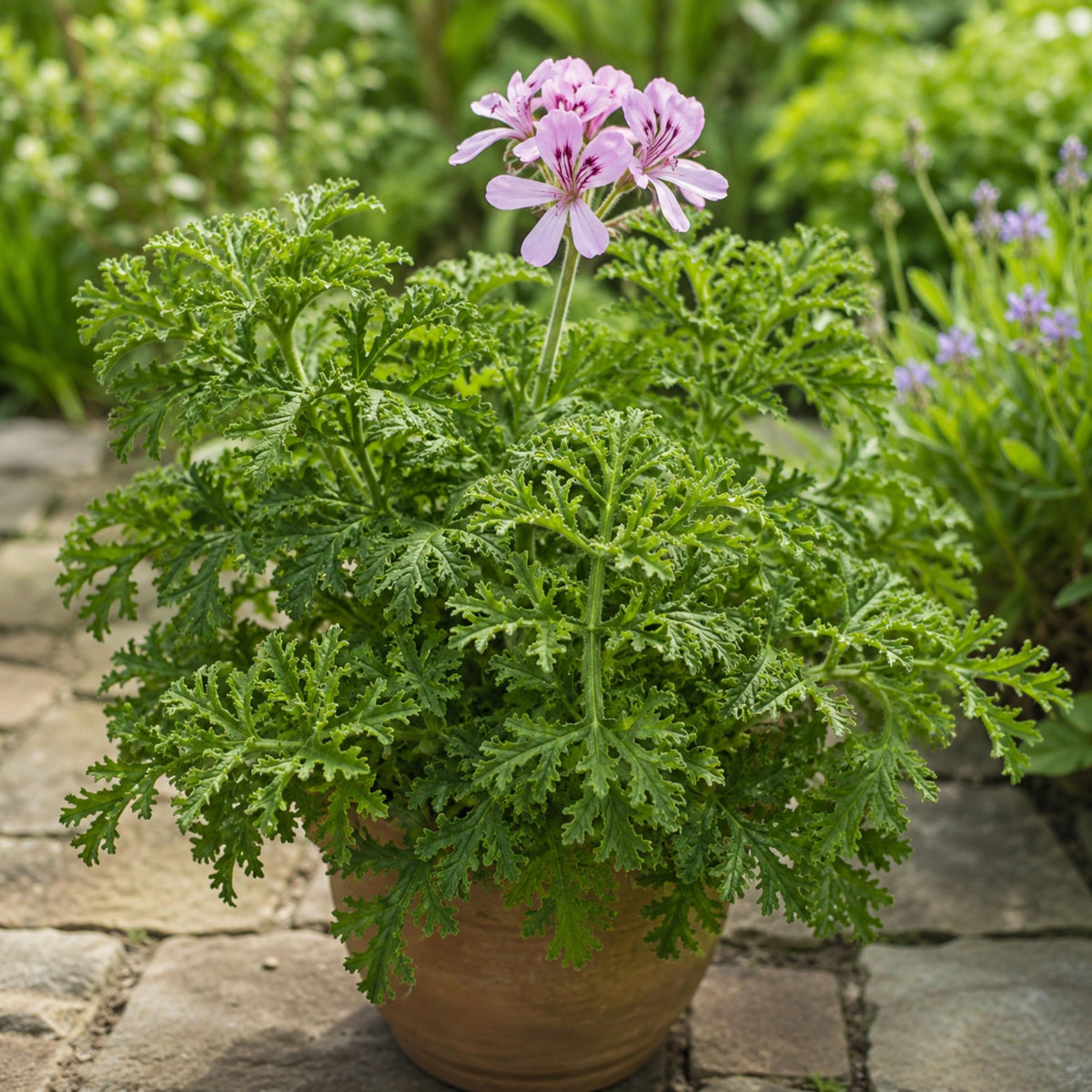 Lemon Scented Geranium seeds