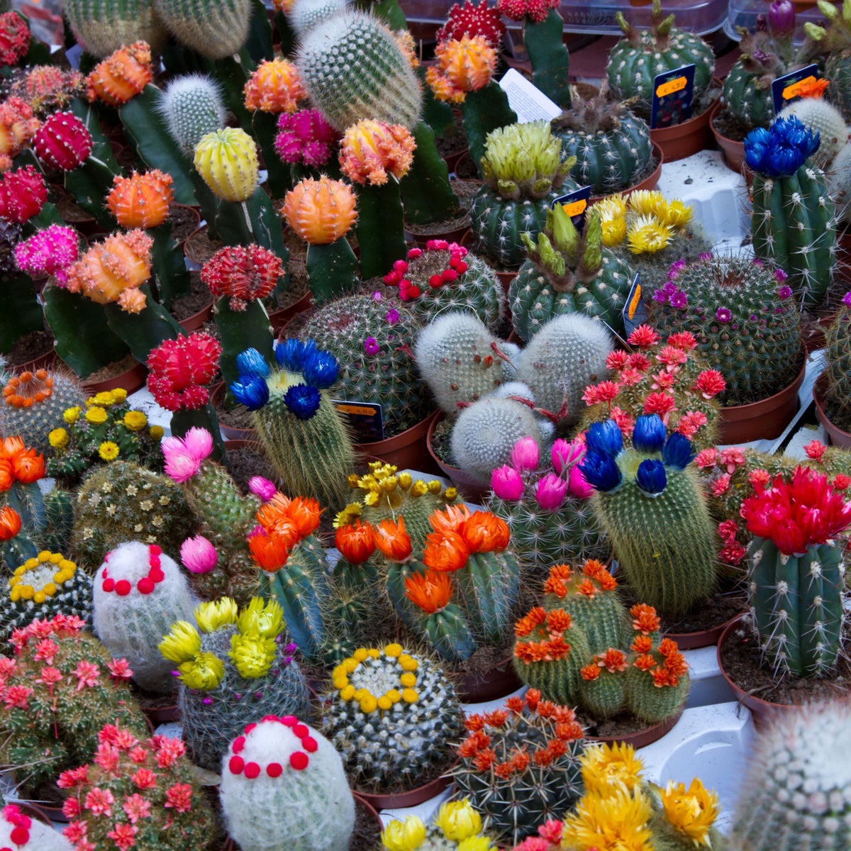 Mixed Color Cactus seeds