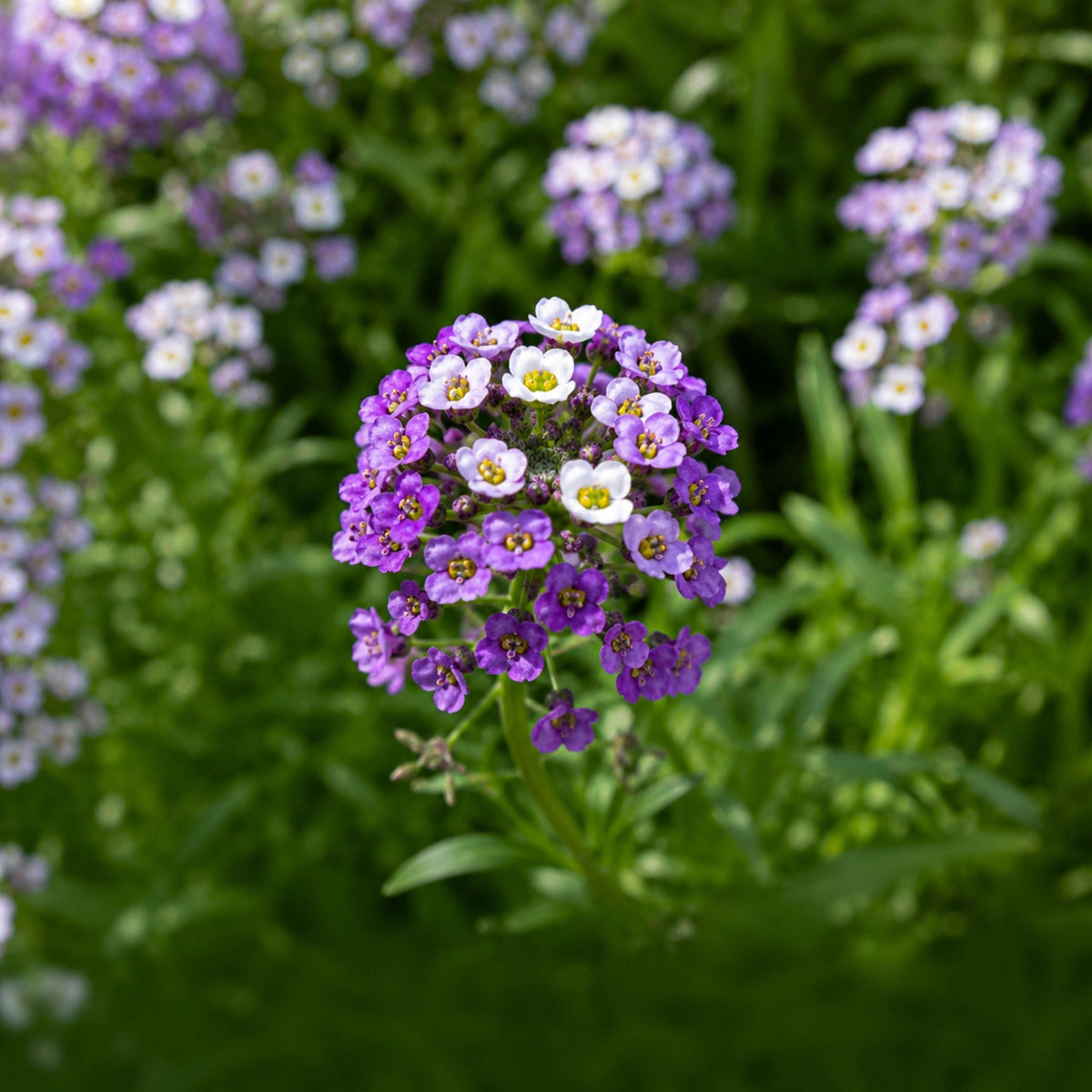 Violet Queen Sweet Alyssum seeds