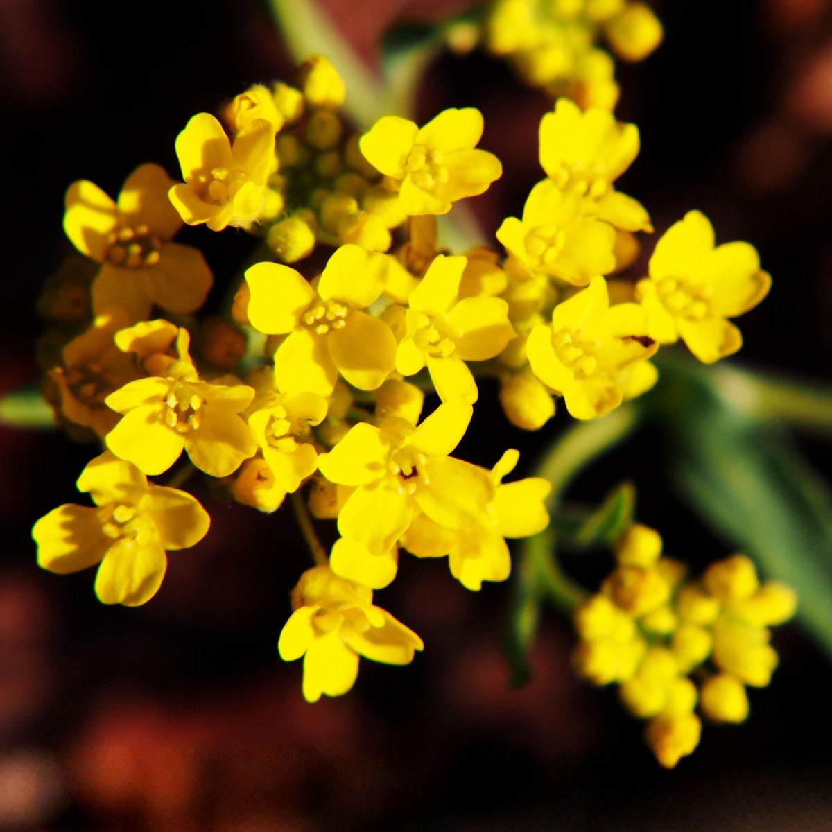 Basket of Gold Alyssum seeds
