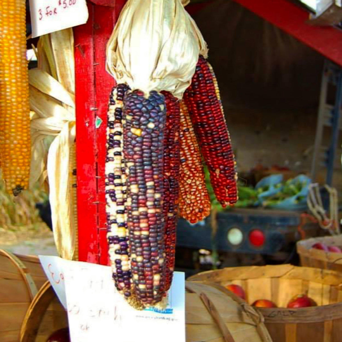 Carousel Ornamental Corn seeds