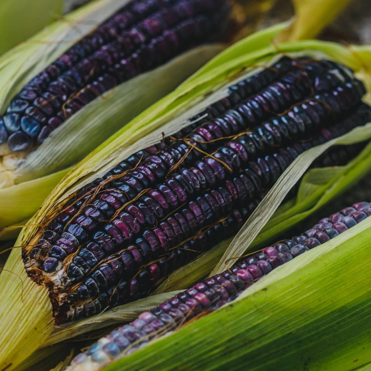 Hopi Blue Flint Corn seeds