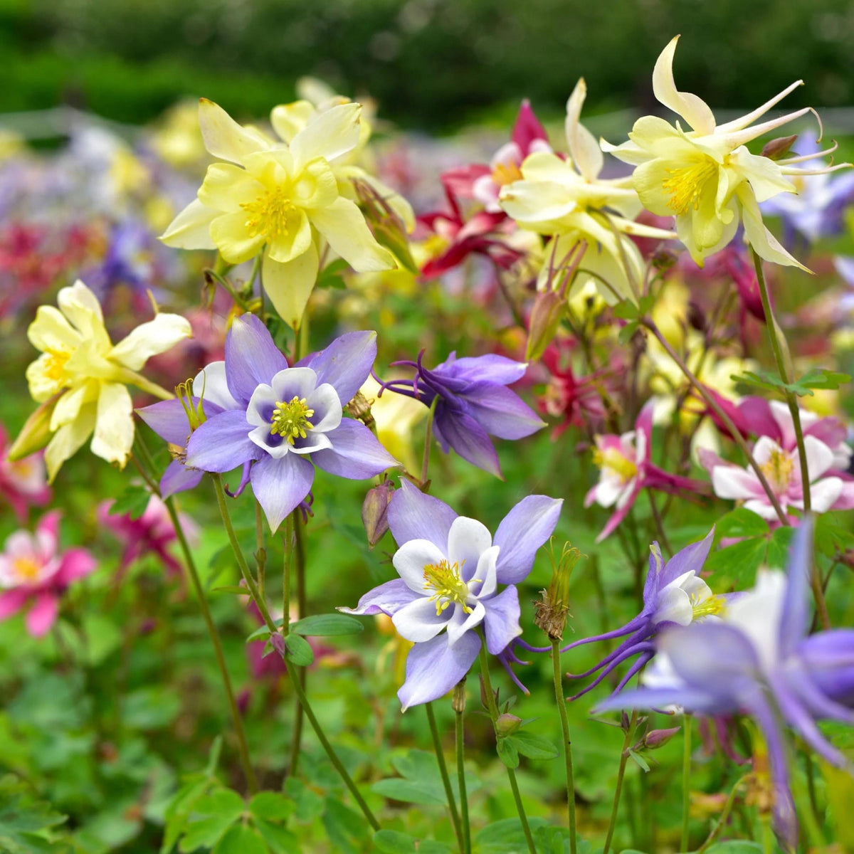 McKana Giant Columbine seeds