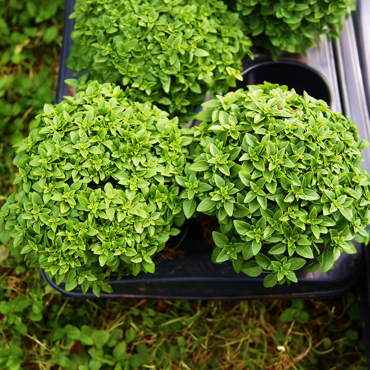 Dwarf Greek Basil seeds