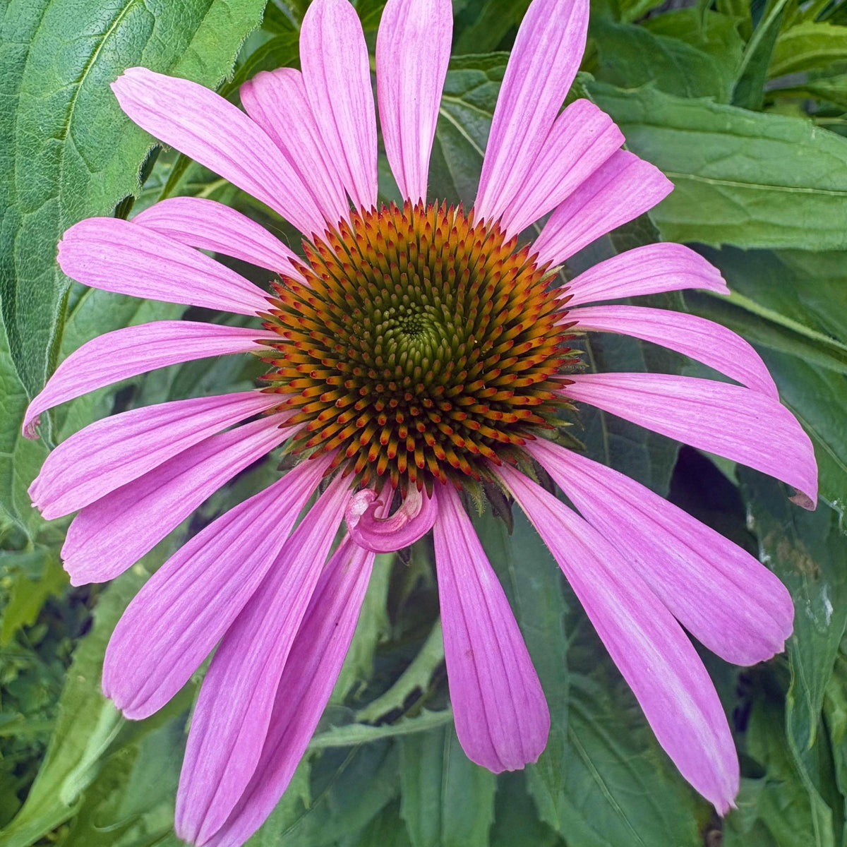 Purple Coneflower seeds