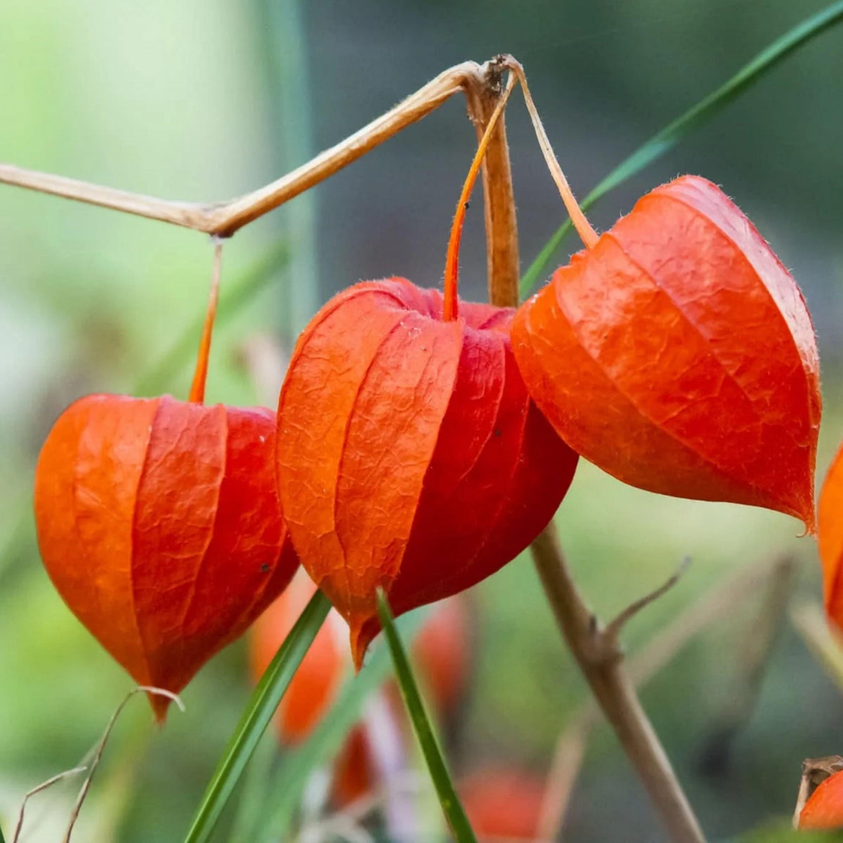 Chinese Lantern seeds